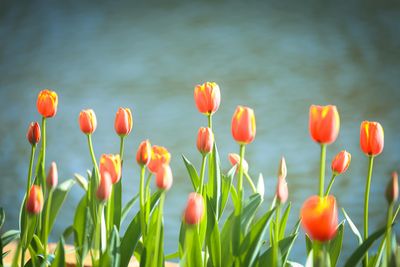 Peaceful nature scene representing hope and renewal